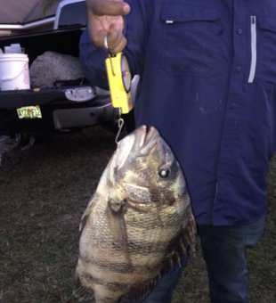 Reel Fun in Daytona Beach Sheepshead!